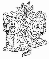 Tigres Coloring Tigre Coloriage Sherkan Dessiner 49kb sketch template