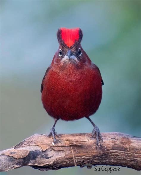 A Red Bird Sitting On Top Of A Wooden Branch