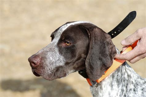 adventures   gsp hunting dog bird dog road trip