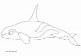Killer Whale Outline Drawing Coloring Orca Paintingvalley выбрать доску sketch template