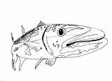 Barracuda Coloring Pages Template sketch template