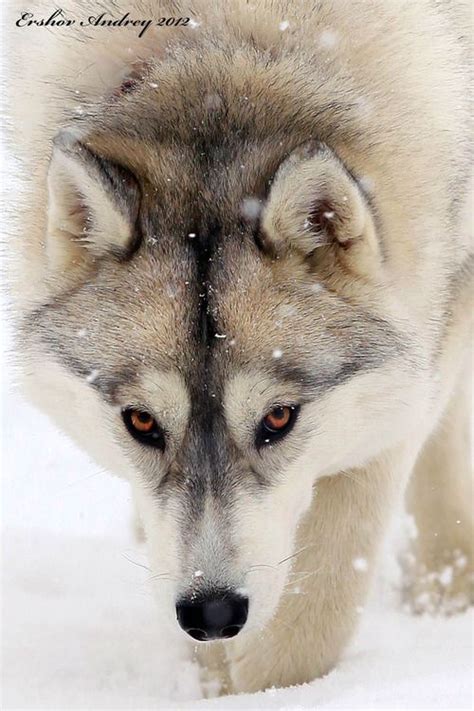 beautiful winter wolf soon to be tamed isaiah 65 25 the wolf and the lamb will feed