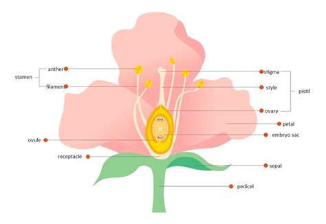 guide  understand parts   flower  diagram edrawmax