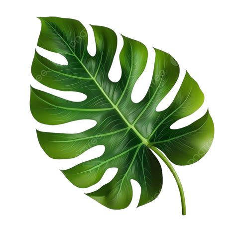 vector big green leaf  tropical monstera plant isolated  white background coconut