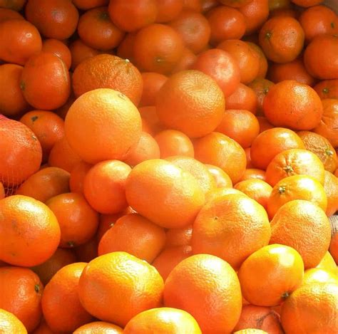 murcott mandarins   season eat