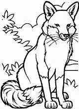 Fox Coloring Head Getdrawings sketch template