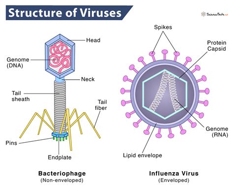 virus definition parts structure characteristics diagram