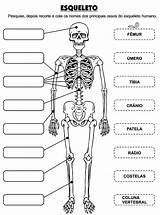 Ossos Corpo Completar Alguns Osteologia sketch template