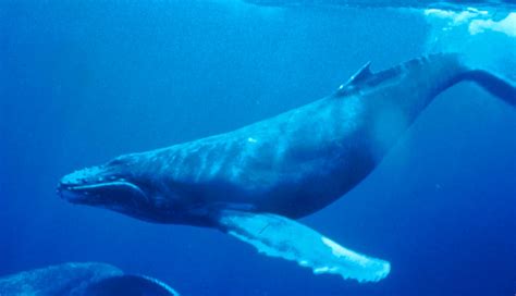 filehumpback whale underwater shotjpg wikipedia   encyclopedia