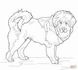 Mastiff Tibetan sketch template