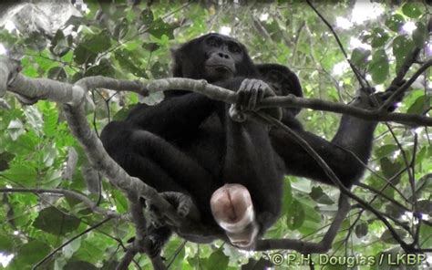 female bonobo sexual swellings send mixed messages to
