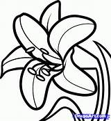 Lily Easter Draw Drawing Lilies Outline Flower Coloring Clipart Flowers Lilly Drawings Pages Step Clip Daylily Dragoart Tattoo Color Az sketch template