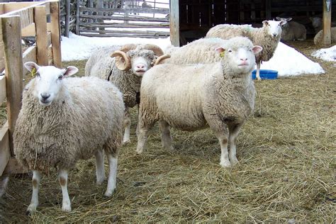 american registered dorset sheep