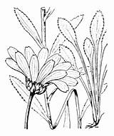 Coste Tela Eflore Botanica Leucanthemum Flore sketch template