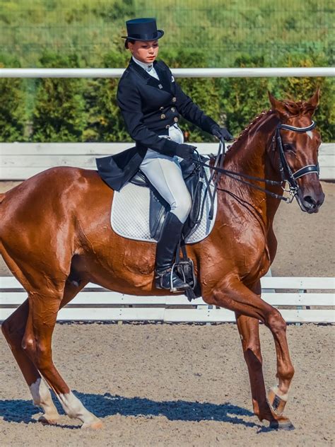 dressage cruel  horses  sport  training examined