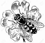 Hoverfly Clipart Coloring Hover Syrphidae Fly Stock Designlooter Vector Clipground 98kb 1300 sketch template