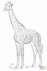 Giraffe Coloring Drawing Draw Realistic Pages Masai Step Animals Girrafe Drawings Giraffes Printable Tutorials Supercoloring Animal Easy African Color Sheet sketch template