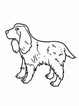 Pages Spaniel Coloring sketch template