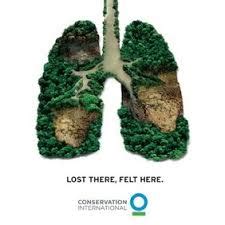 amazon river called  lungs   world social science human environment