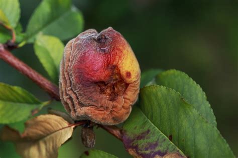 peach tree diseases identification control tips