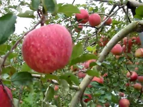 langkah  menanam budidaya apel pertanian