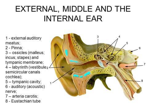 human ear   functions human ear