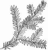 Branch Hemlock Canadian Coloring Supercoloring Pages Gif sketch template