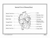 Coloring Heart Anatomical Popular sketch template