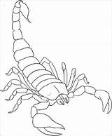Scorpion Scorpio Animal sketch template