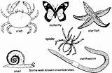 Invertebrates Vertebrates Vertebrate Classification sketch template