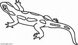 Salamander Spotted sketch template