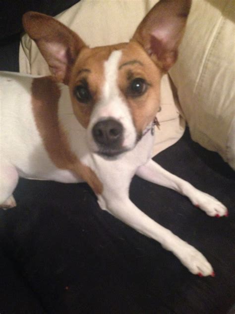 meet gemma  jack russell mix dogswitheyebrows