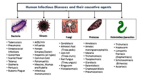 Infectious Diseases Causes And Prevention Helal Medical