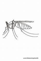 Coloring Mosquito Pages Outline Printable Insects Insect Kids Adults Flashcards Flashcard Click Coloringbay Thelearningsite Info Navigation sketch template