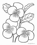 Coloring Pages Flower Sheets Flowers Printable Color Pansy sketch template
