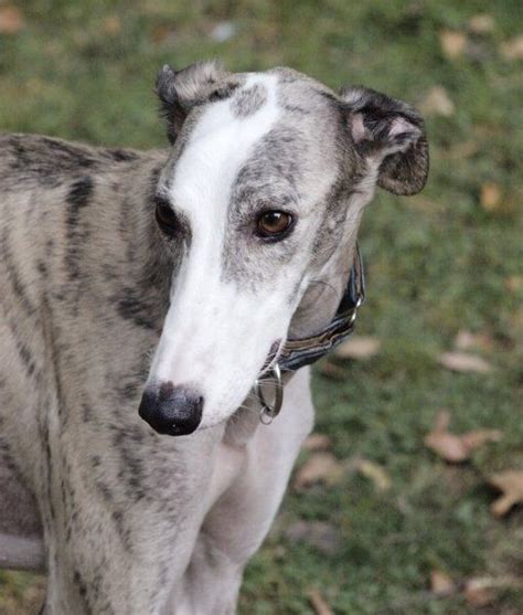 greyhound dog breed healthpictures   information amazing pets