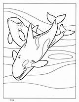 Coloring Orca Pages Whale Killer Kids Mammals Printable Whales Book Animal Shamu Sperm Colouring Getcolorings Getdrawings Popular Color Coloringhome Books sketch template