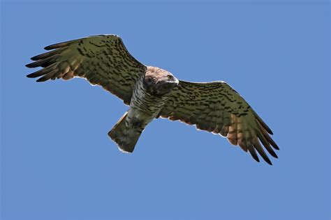 sexing ‹ hoveroverus short toed eagle