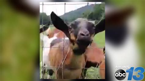 chinese woman killing  goat small girl big goat slaughter women goat slaughtering big goat