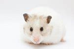 list    dwarf hamster  eat animals momme
