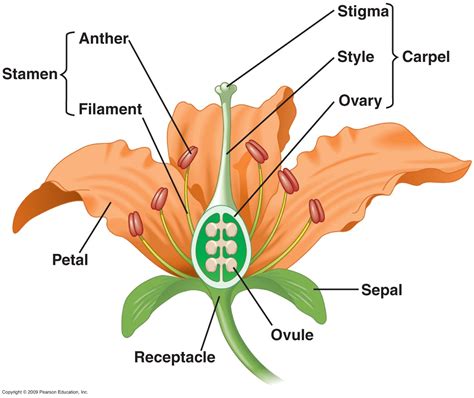 Parts Of A Flower — Mathwizurd