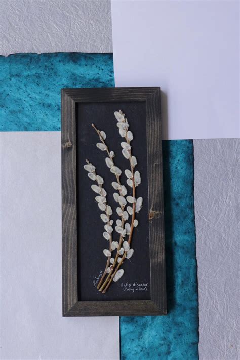 Real Pussy Willow Branches Framed Home Decor Pressed Etsy