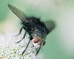 evil fly  remarkably evil    harmless flickr