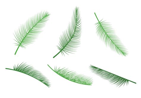 palm leaf vectors   vector art stock graphics images