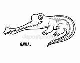 Coloring Gharial Designlooter Gavial Crocodile Vector Book Stock sketch template