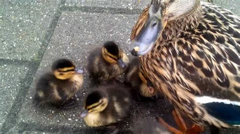 mamma anatra   suoi piccoli anatroccoli duck cute sweet youtube