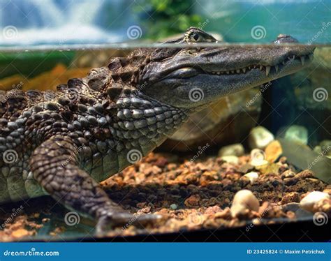 kaaiman  het aquarium stock foto image  alligator