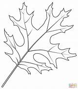 Coloring Oak Leaf Pages Scarlet sketch template