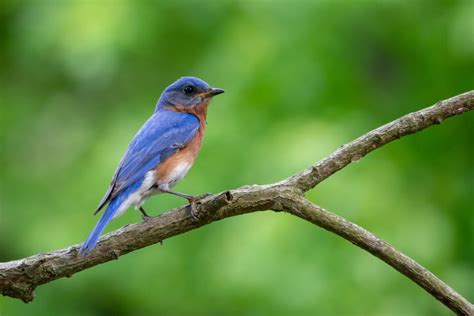 discussion  saving bluebirds  private conservation