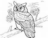 Coloring Horned Owl Great Birds Coloringcrew Pages sketch template
